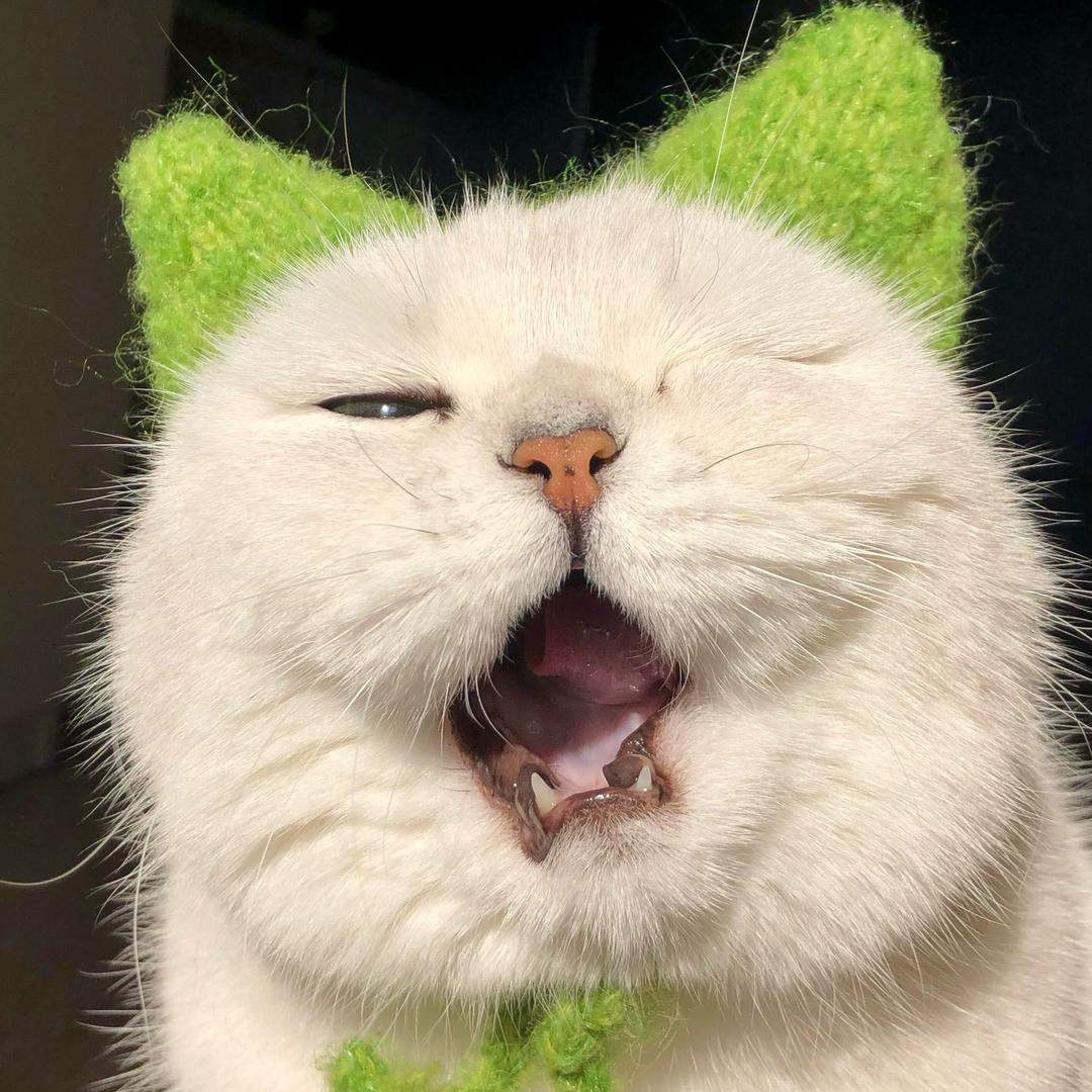 喵喵爱分享