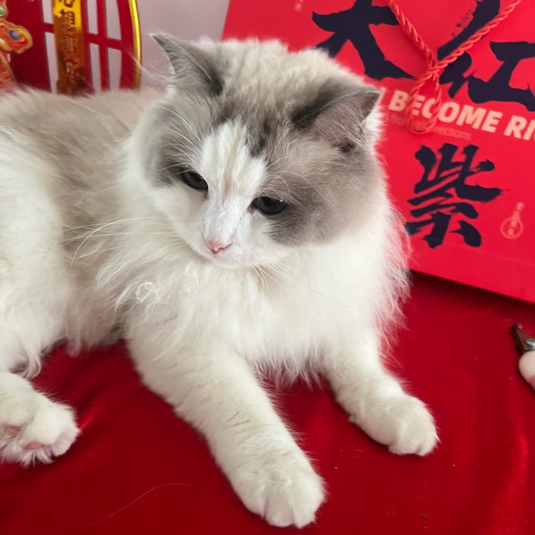 喵酱