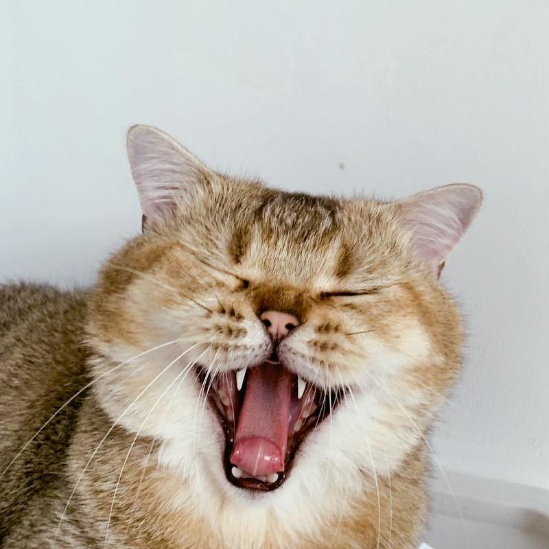 犟总不爱上班儿