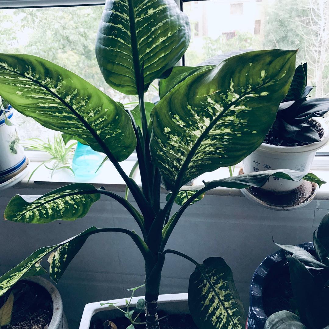 顺心