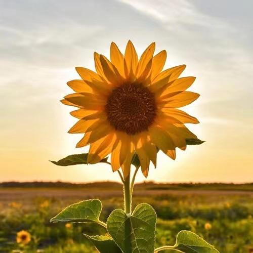 央央（每晚20:00）