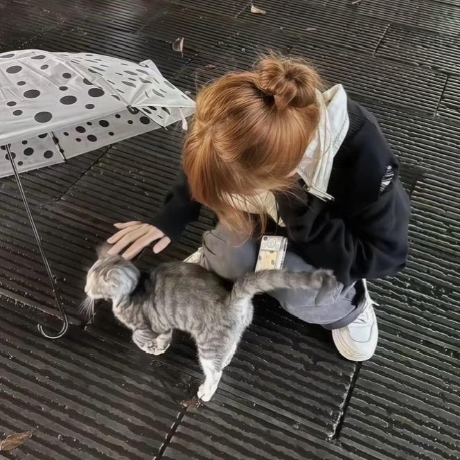 小狸花