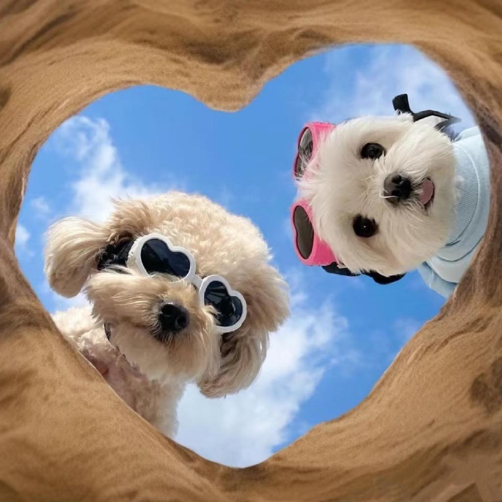 煎饼狗子🐶