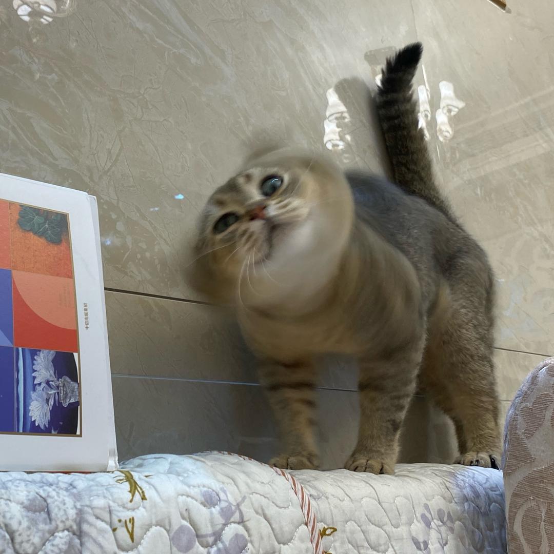 哼哼唧唧咕噜噜啊