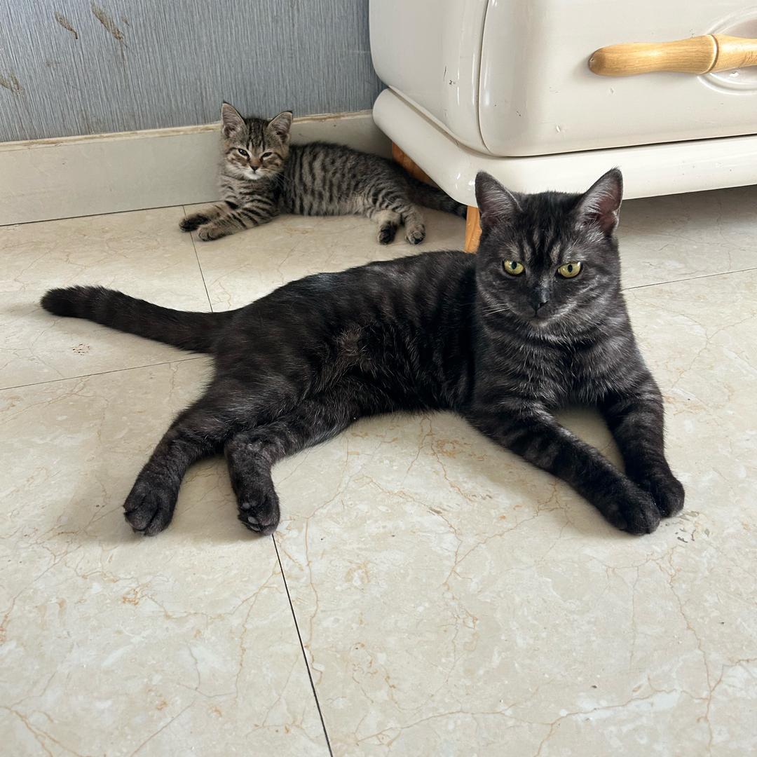 小猫碎碎念⌯'Ⱉ'⌯