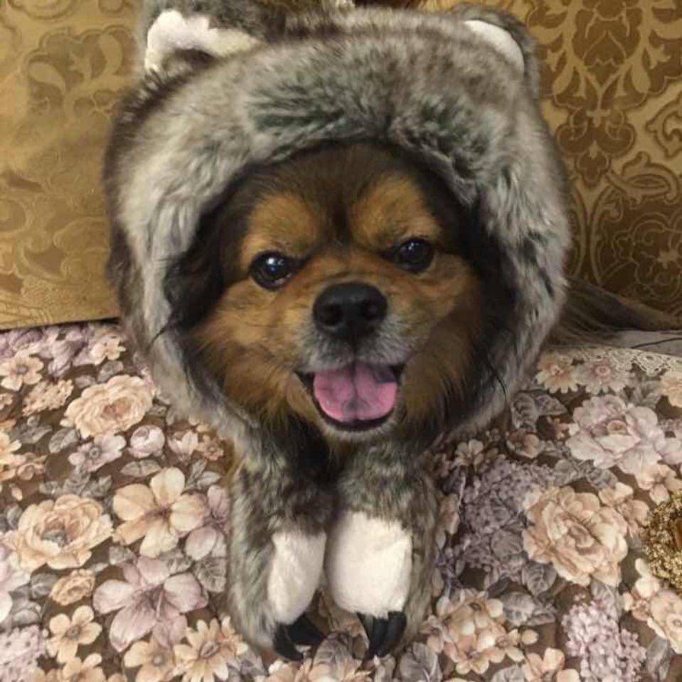 丁丁小可爱