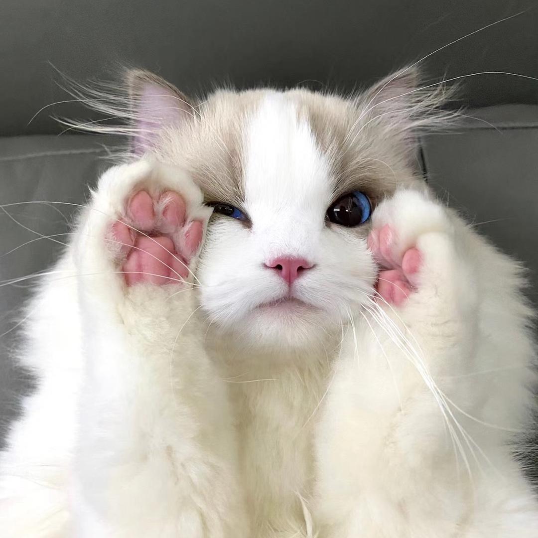 糕冷小咪🐈