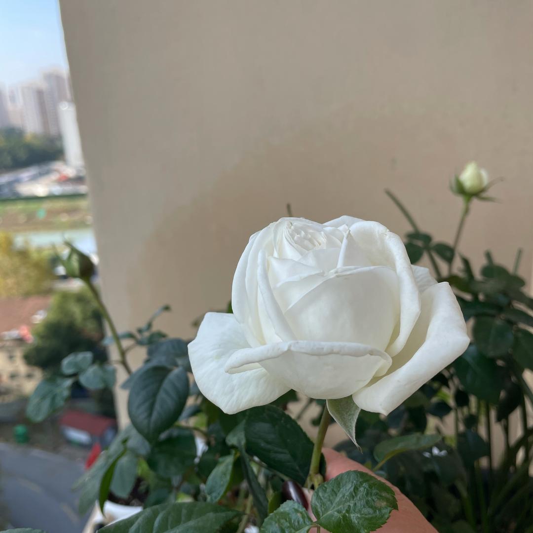 雯儿