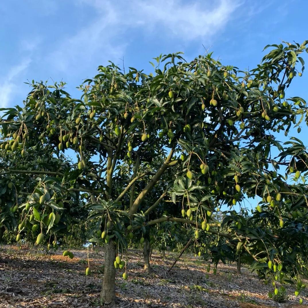 几凯专营店服装