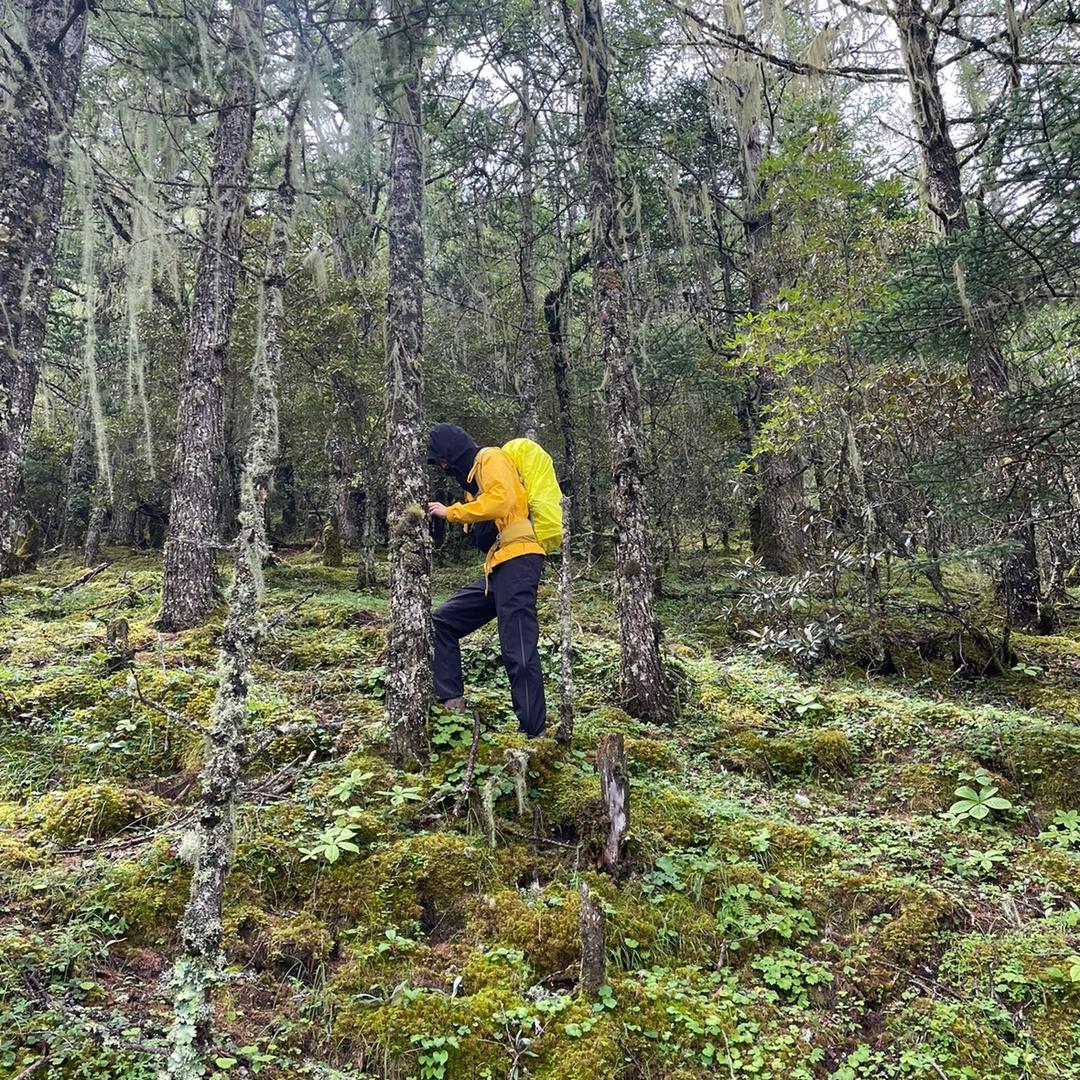 四只老虎怎么办！