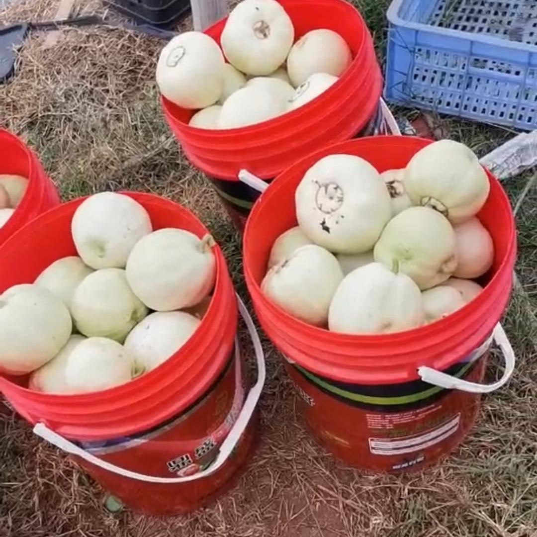 种地小当家