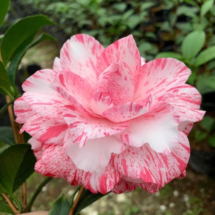 福建源友花木