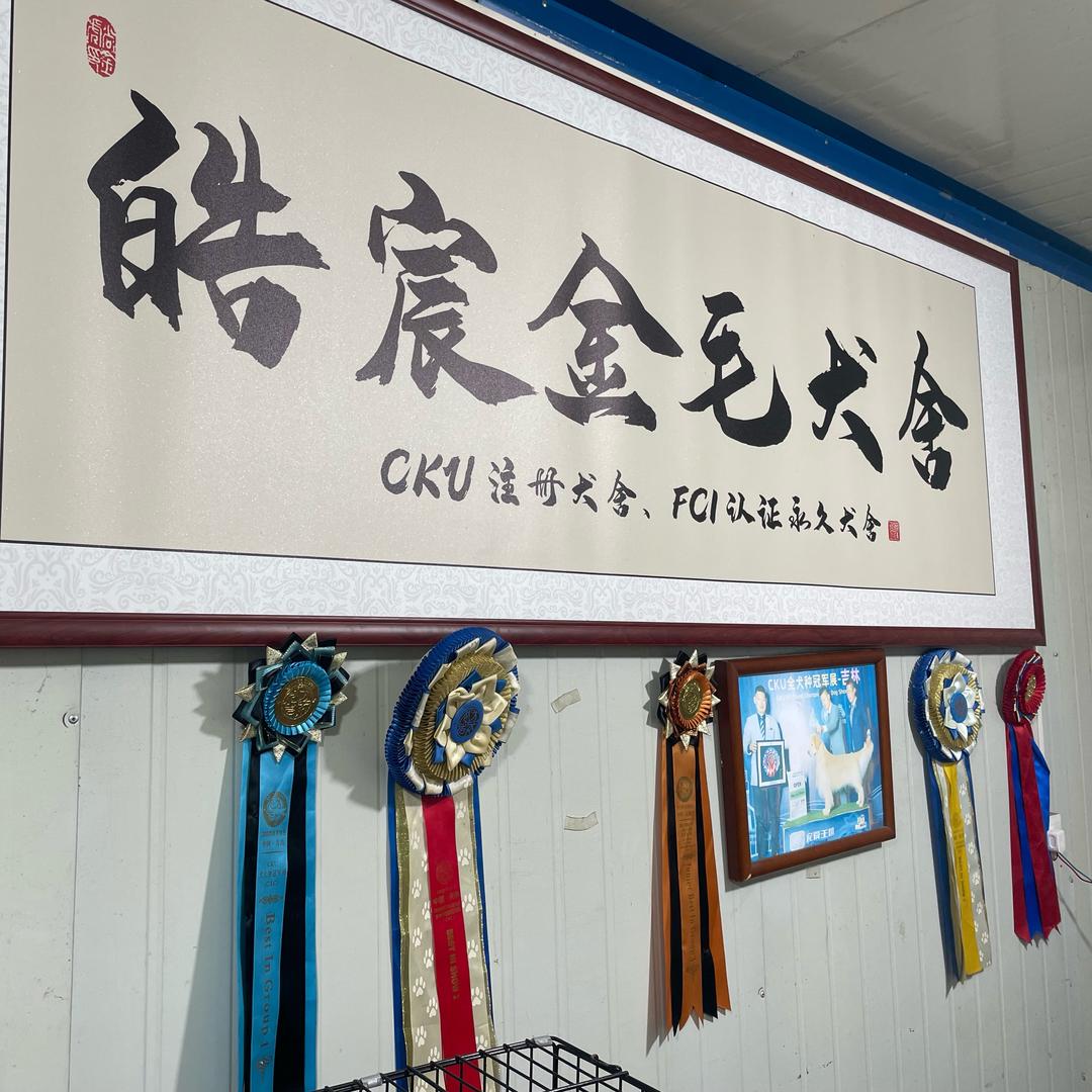 长沙金毛犬舍