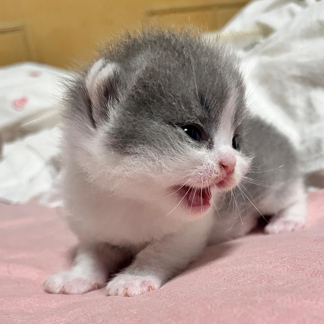 🐾