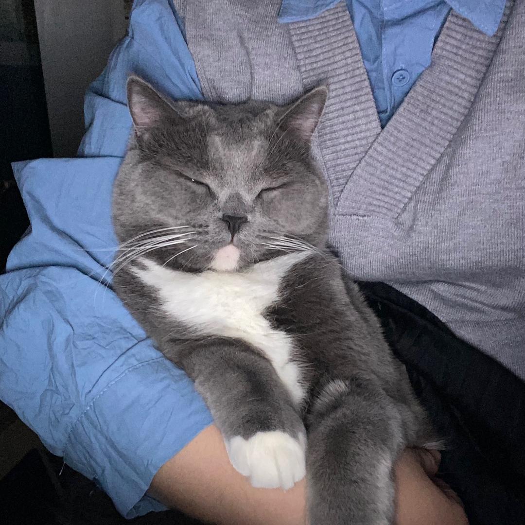 咖啡是只小可爱🐱