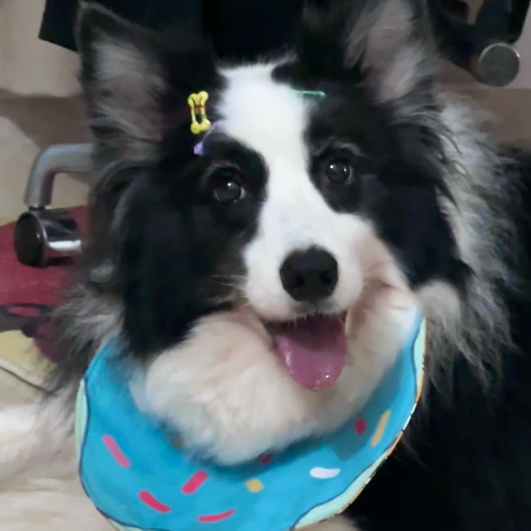 摇了个头