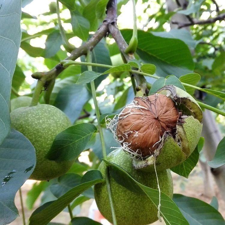 云南漾濞老树核桃