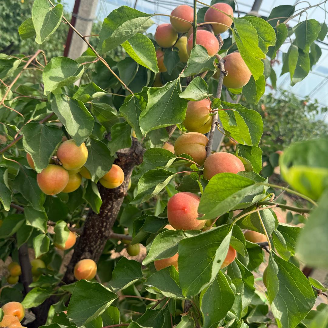 虎弟好生鲜