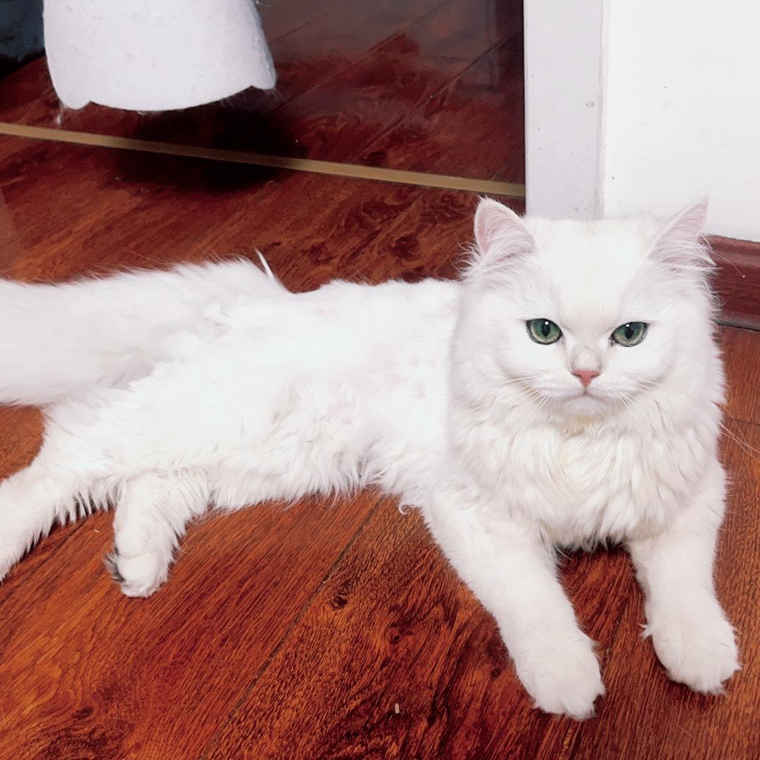 A西安外事涛涛涛老师