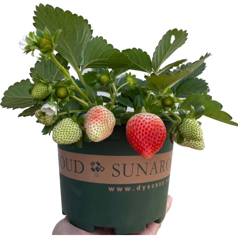 青禾种苗培育基地