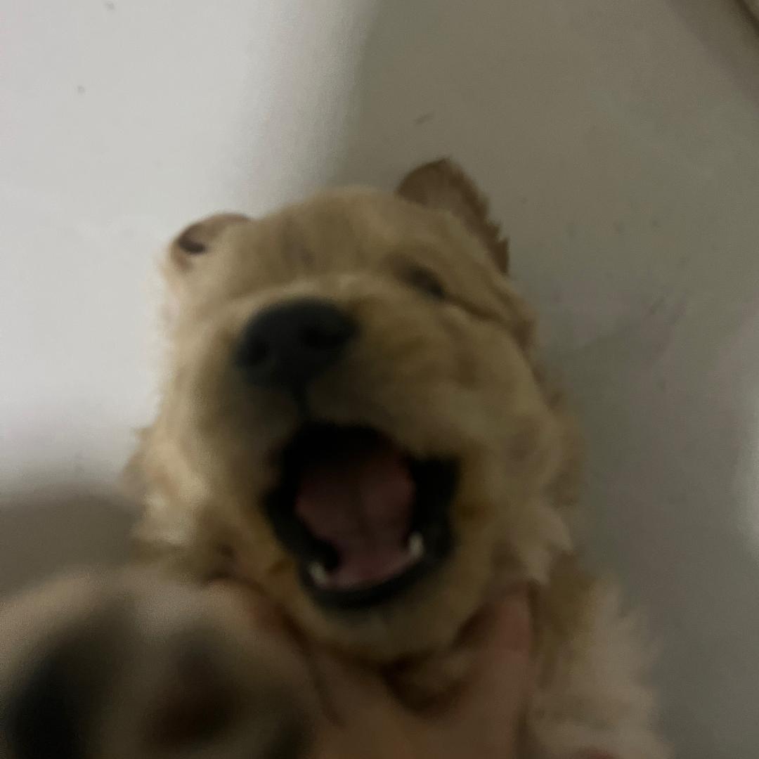 小狗日记