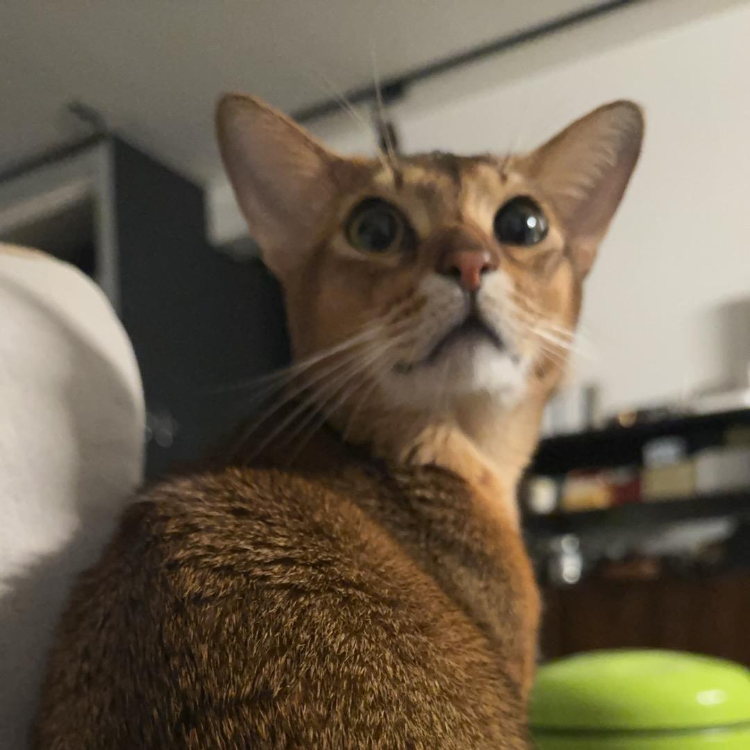 劳斯也是主人