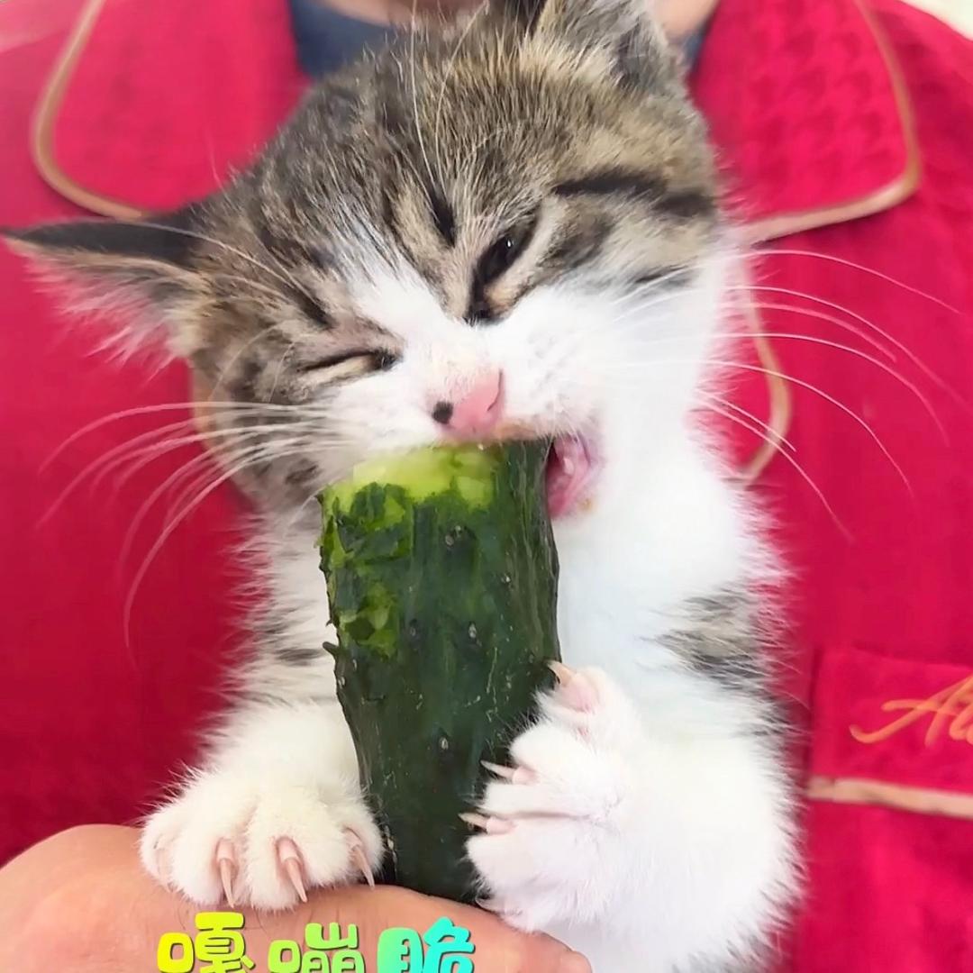 糖豆是只干饭猫