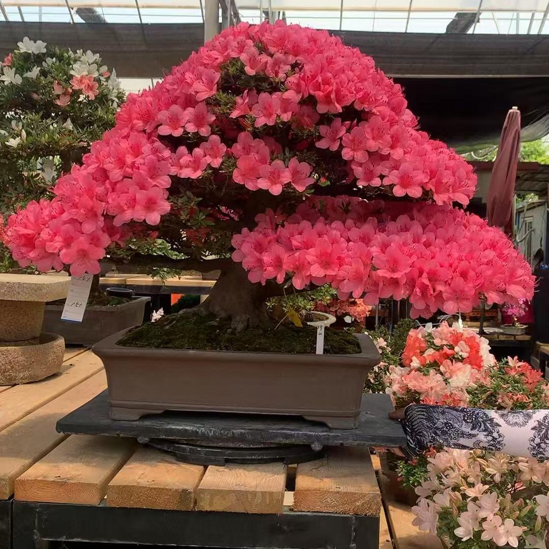 小刘盆景园艺坊