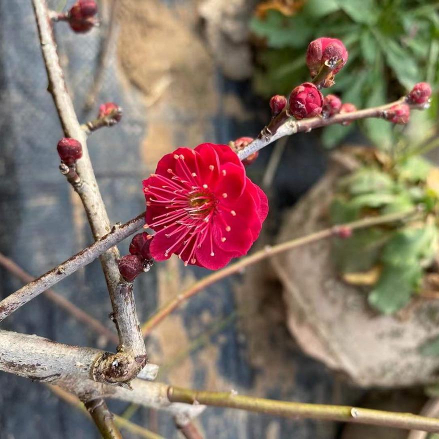 百物语花卉