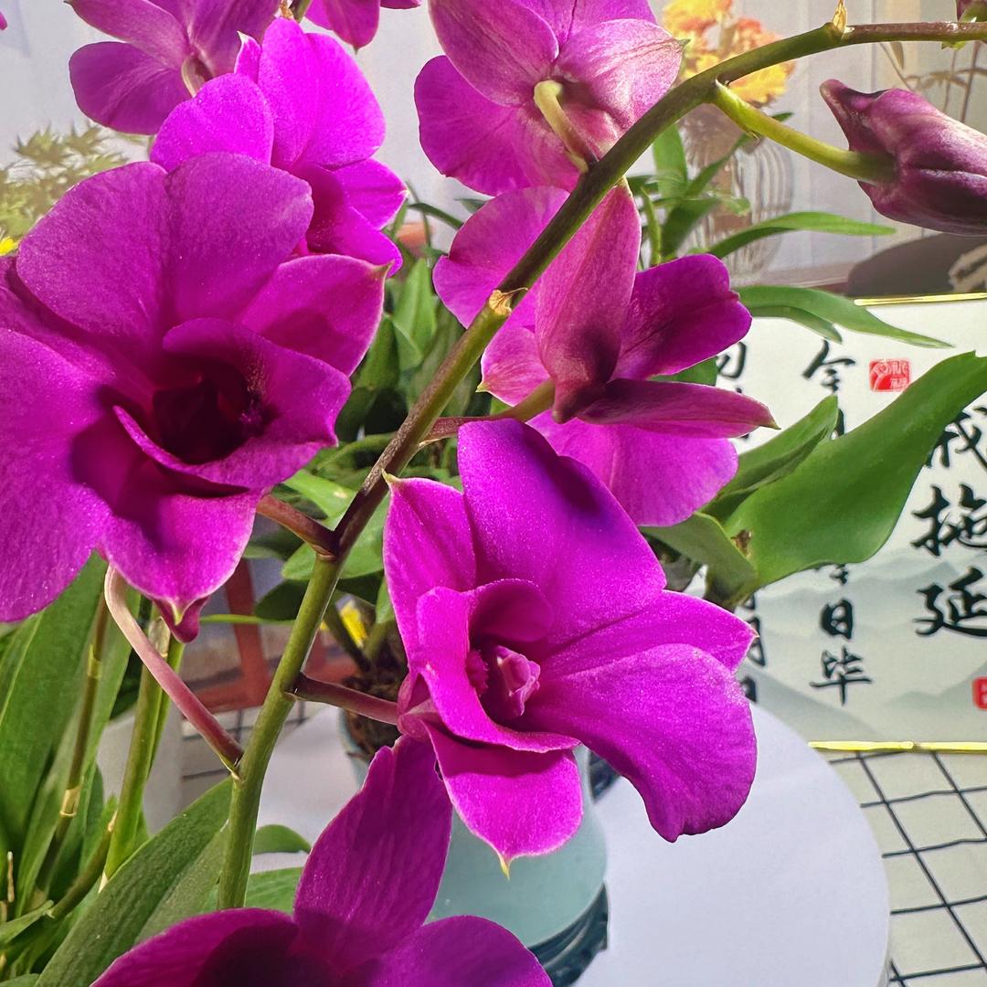 侨鲜精选优品坊