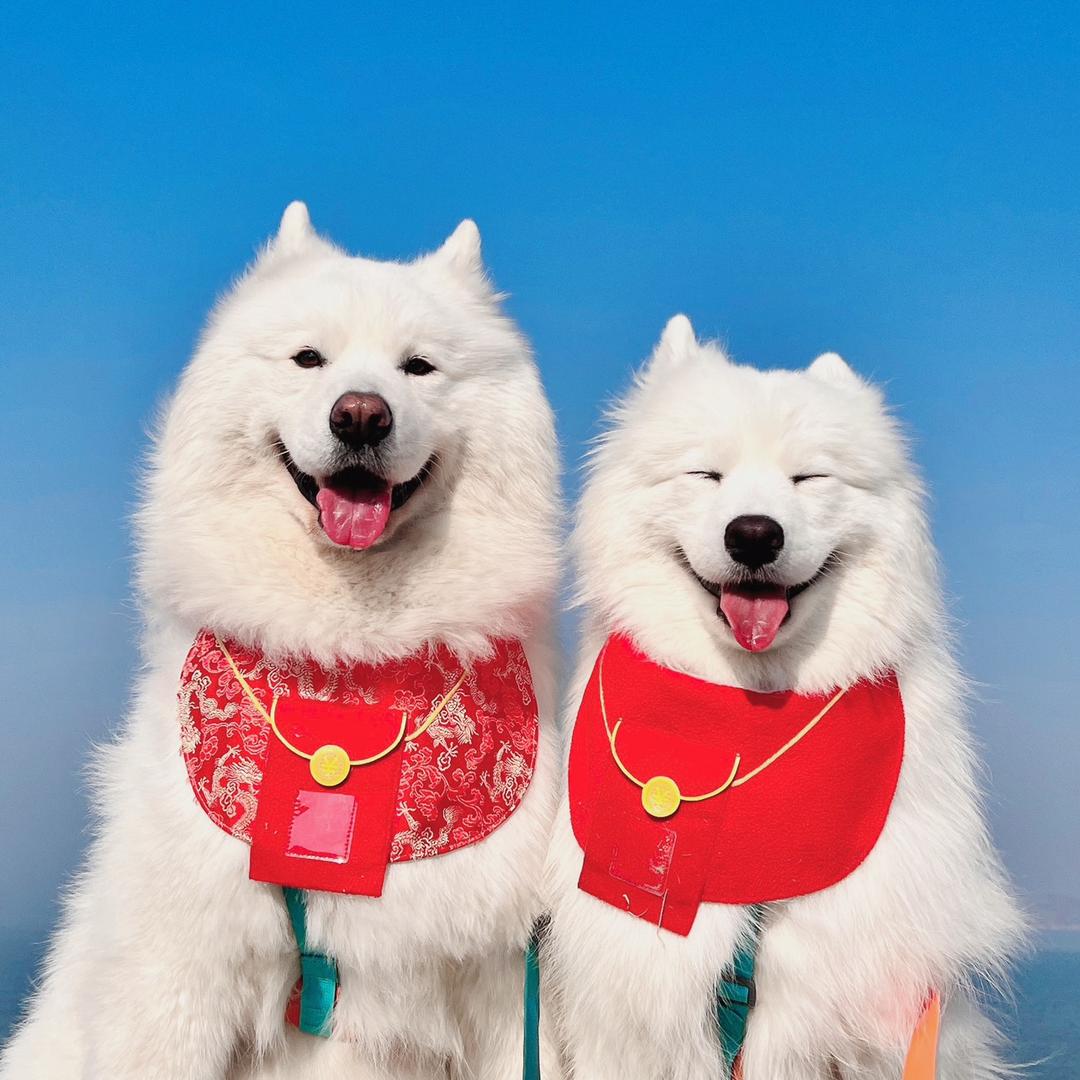 萨摩果果鸭一家@抖音