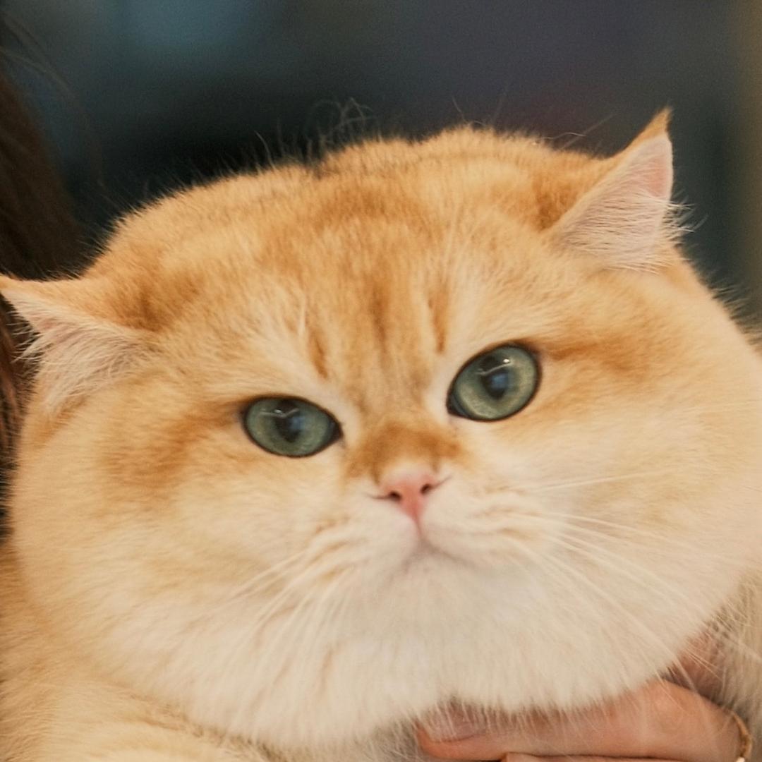 邪恶小猪咪头像