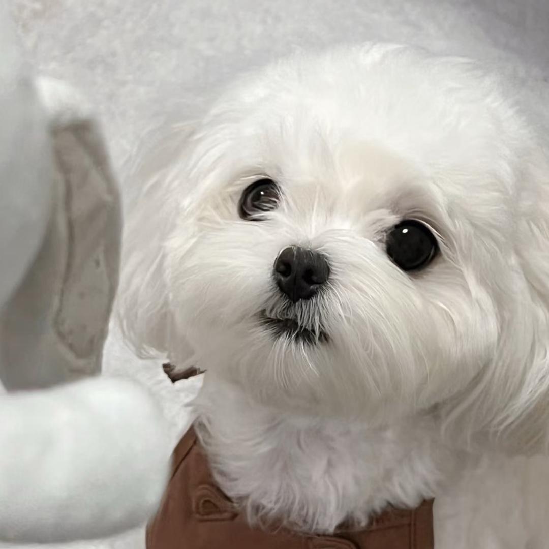 小熊🐻草莓🍓桃桃🍑果汁🍹软糖🍬