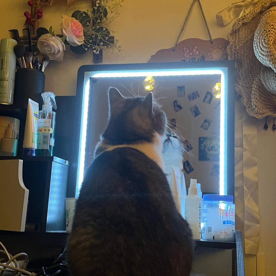 猫七七ya