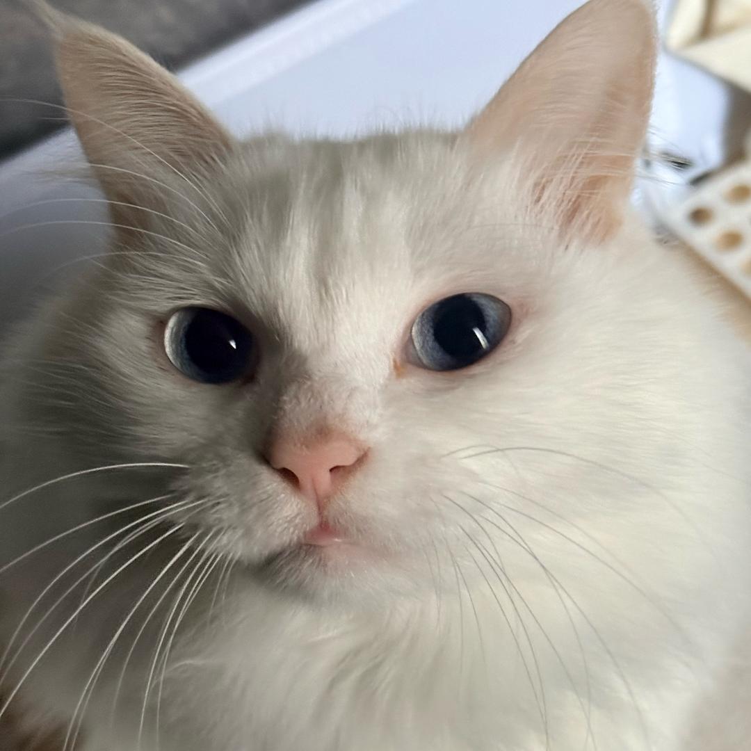 🐾
