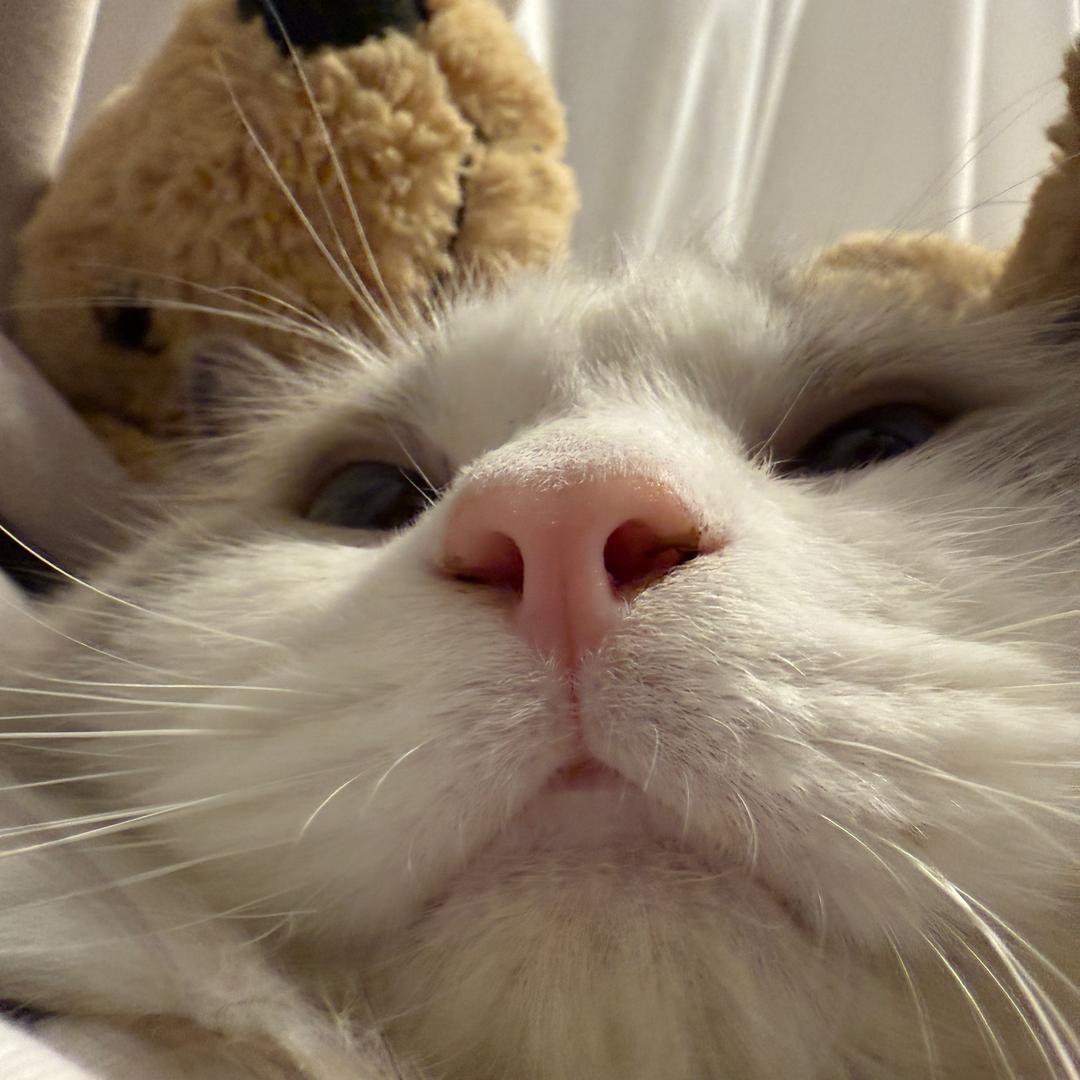 一个猫奴（喜欢美人版）