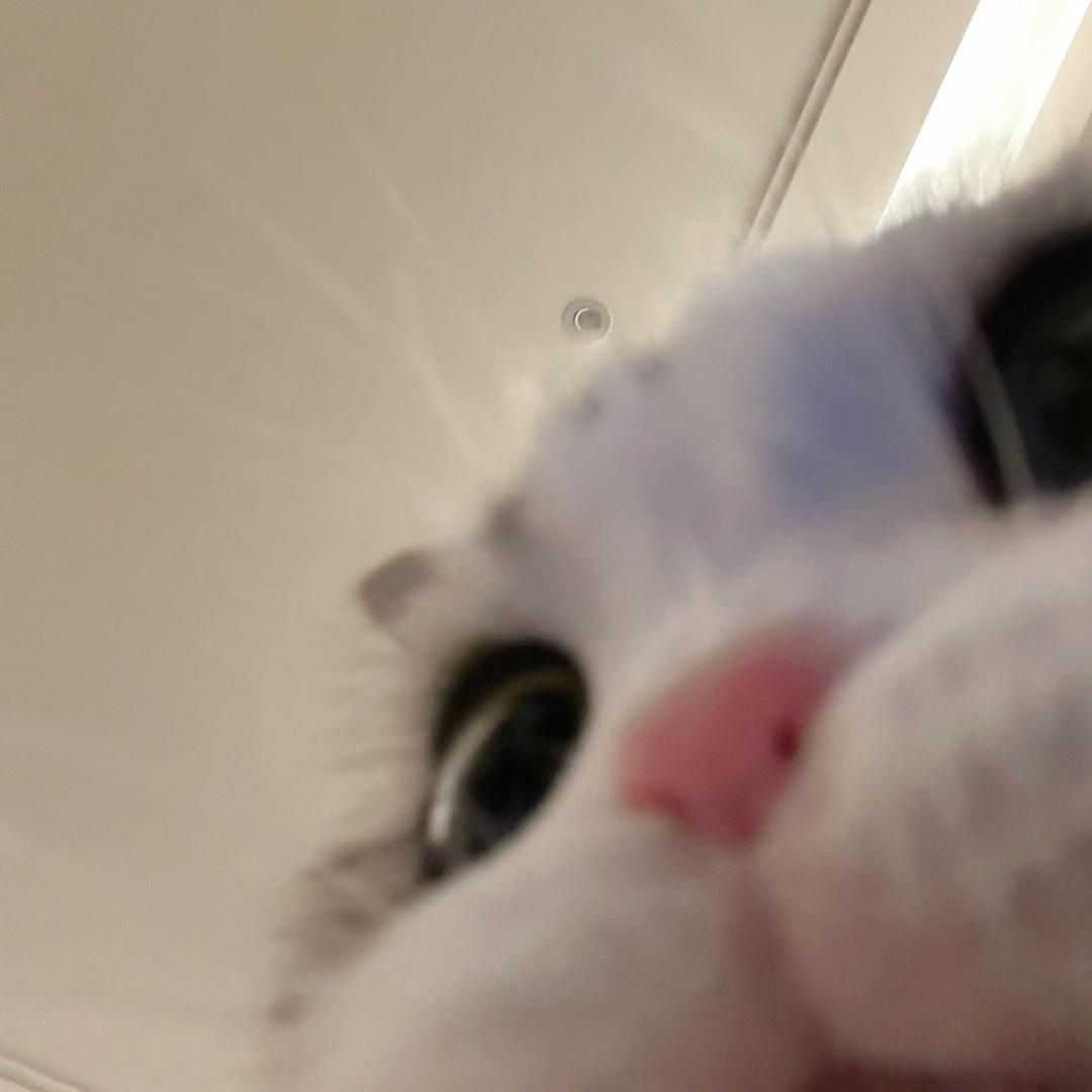 崽崽