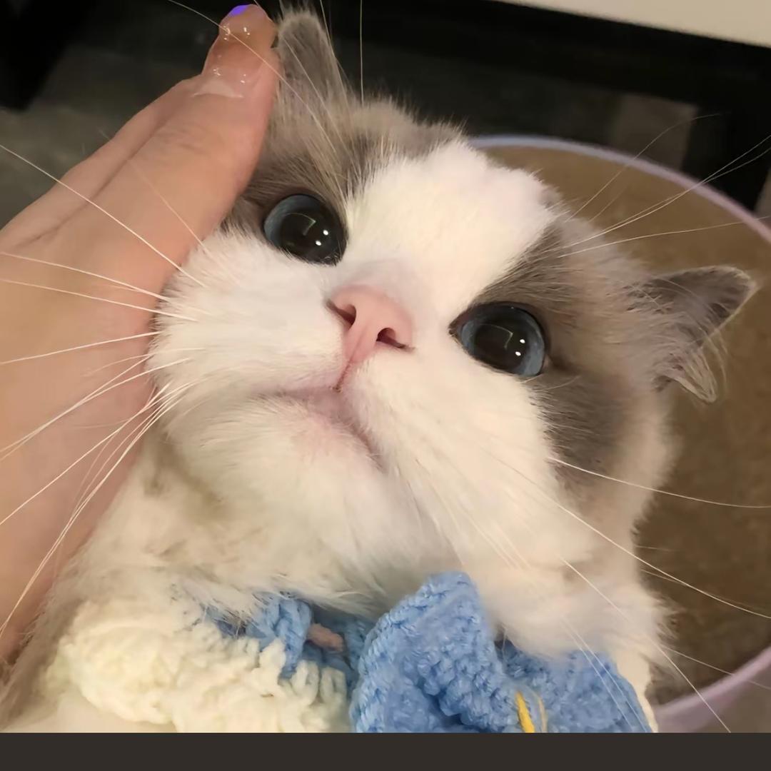 小布丁记🐱
