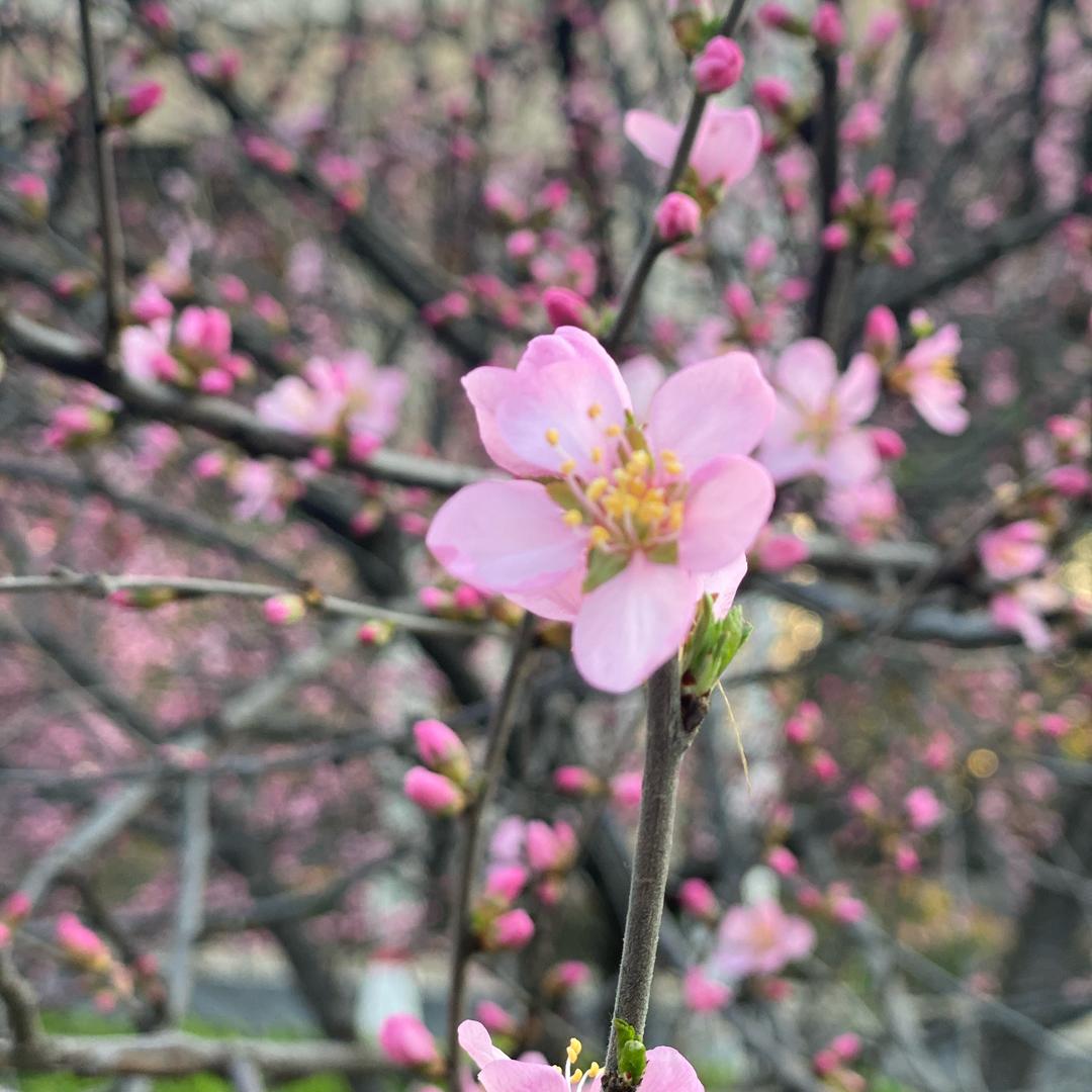 科威姐姐