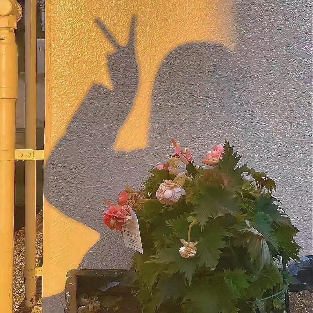 呆呆的发呆
