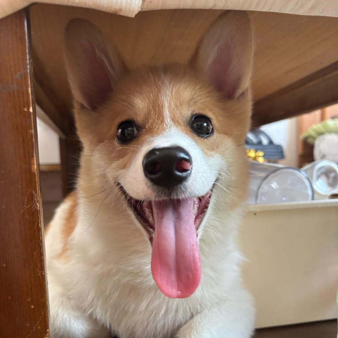 可 乐