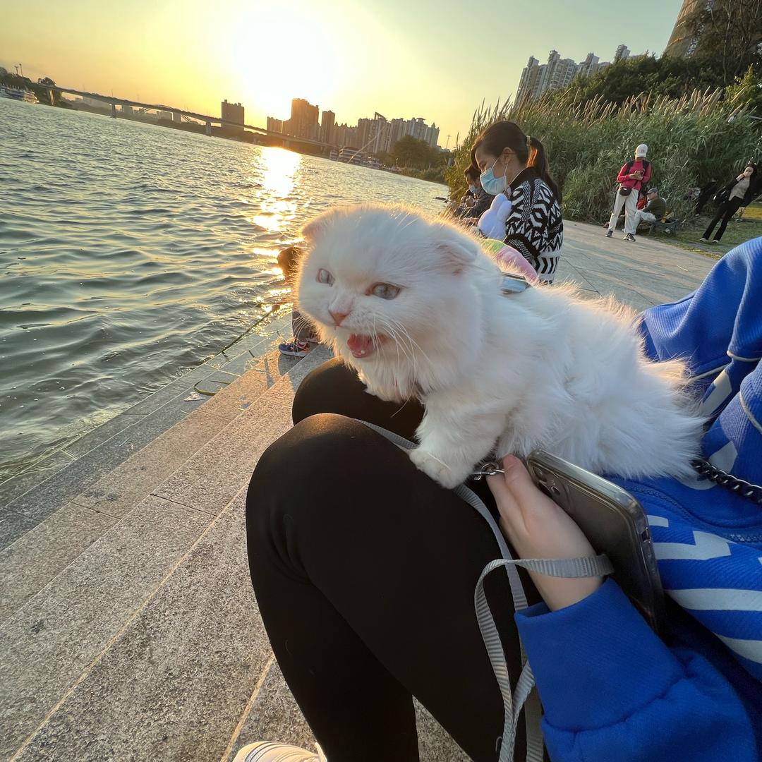 柒柒~