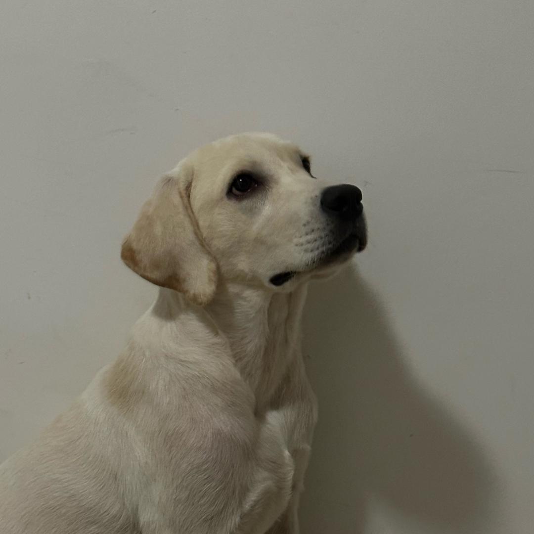 一个害羞内向自闭社恐的小咔啦咪（清醒版）