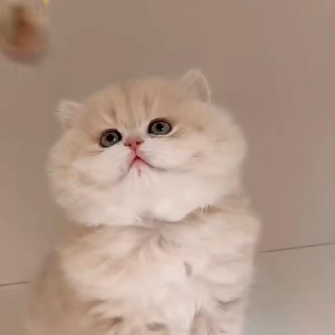 萌物