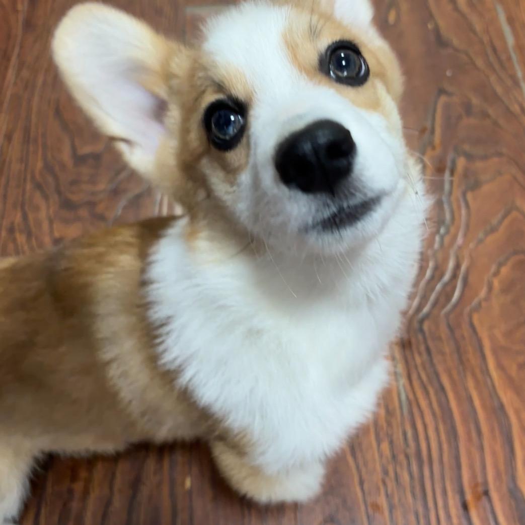 跳跳基点点和它的猫