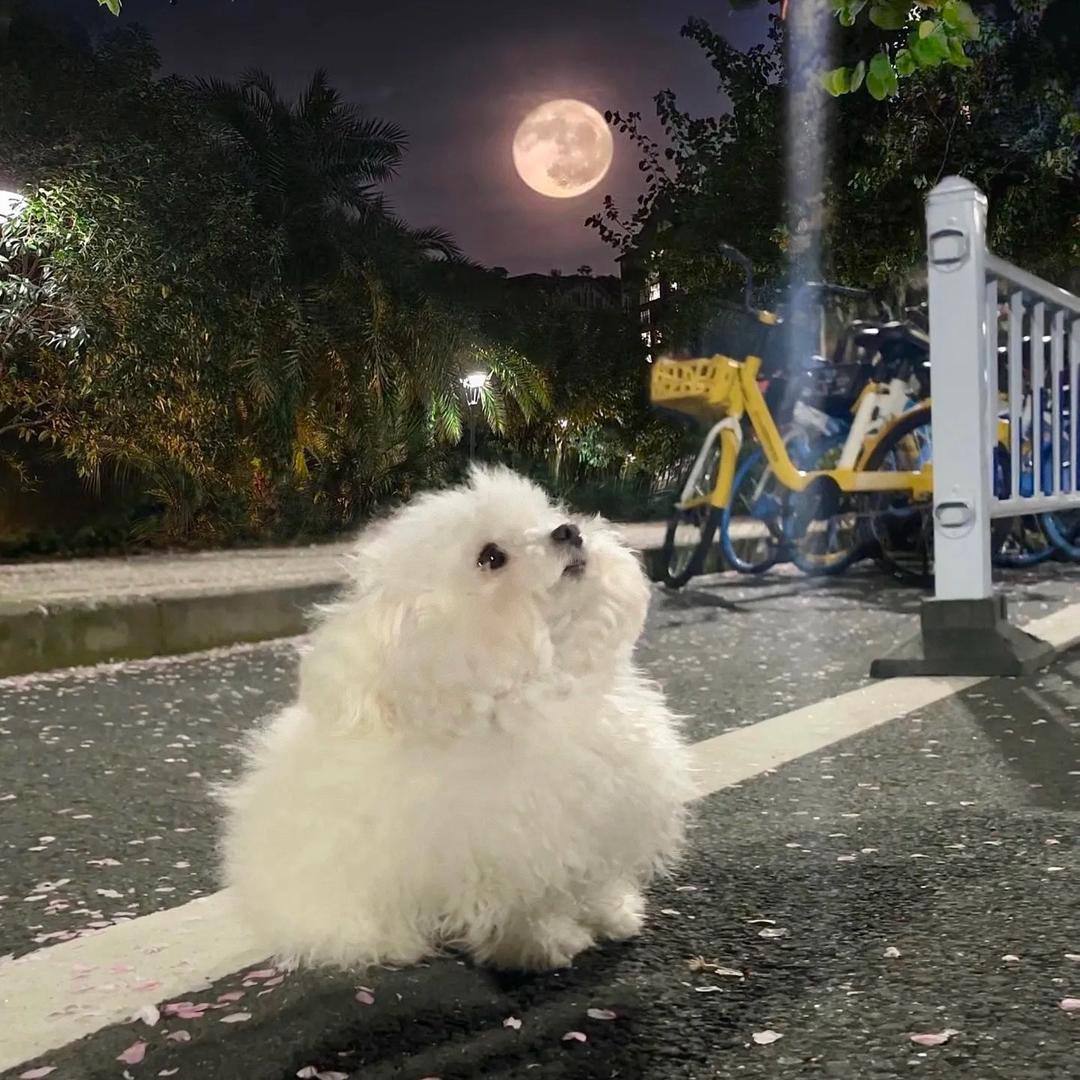 玫瑰窃贼