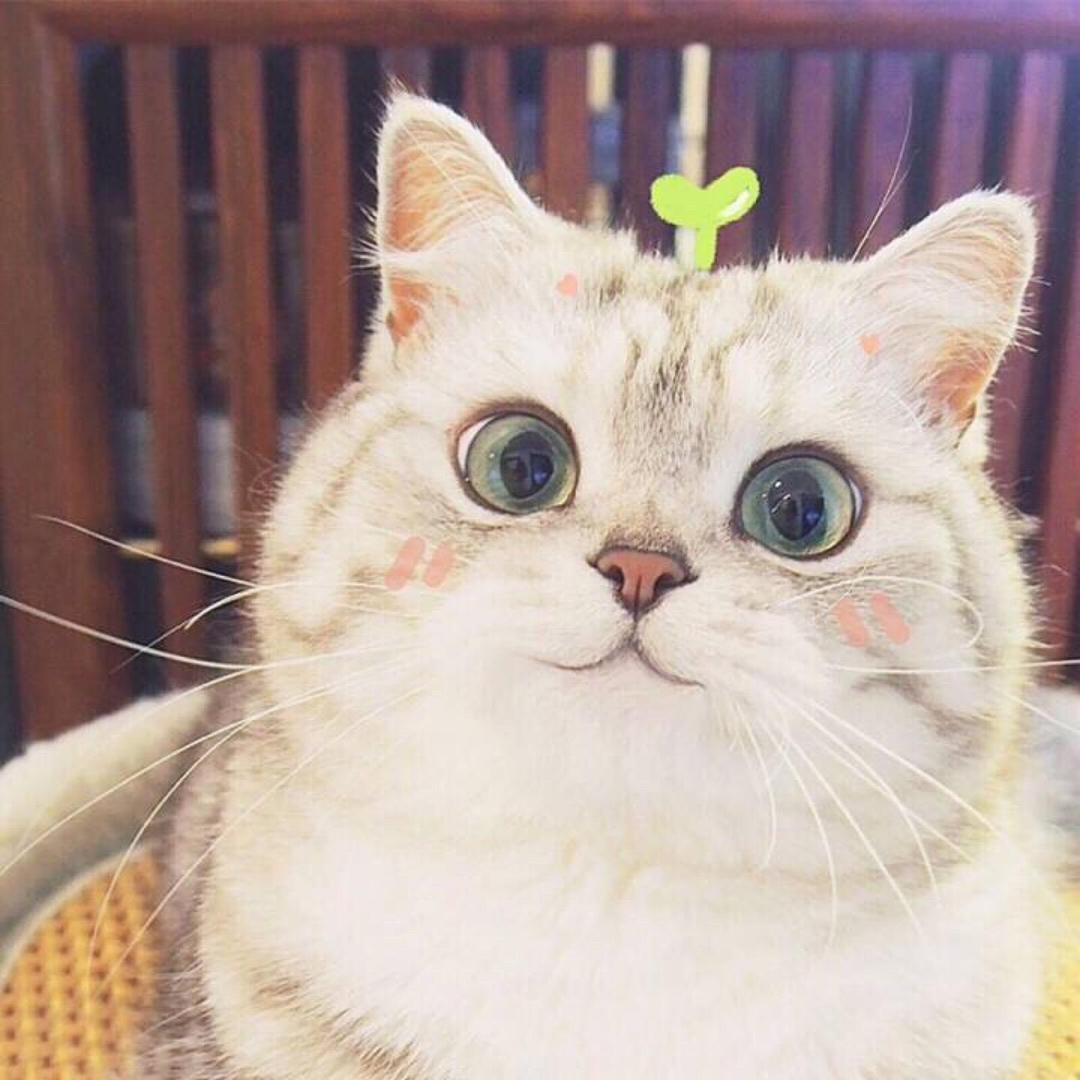 法拉利拉法