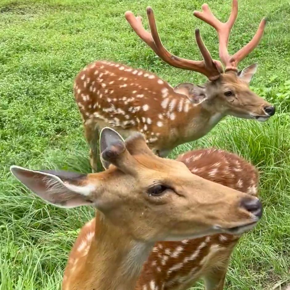 福鹿🦌好运