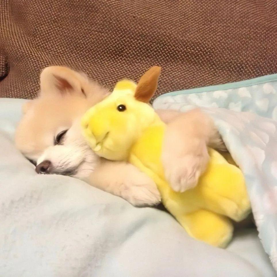 很傻一男的（胖二十斤版）