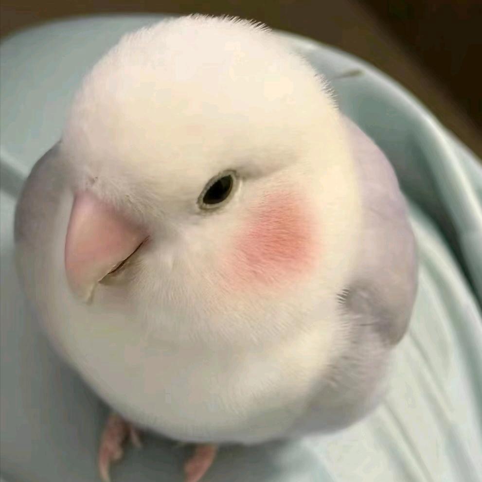 双友萌宠物优品乐园